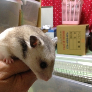 ハムちゃんの里親さんを募集しています。