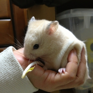 ハムちゃんの里親さんを募集しています。