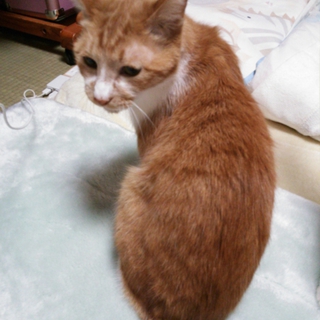 みーちゃんです