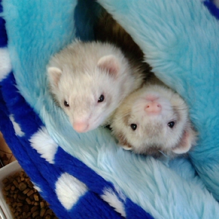 フェレットちゃんの里親を募集しています