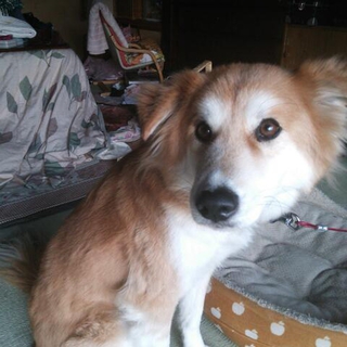 急募：雑種なんだけど愛らしいd=(^o^)=b