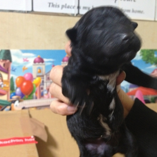 子犬が産まれたので素敵な里親さん募集します！