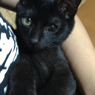 急募‼子猫の里親さん募集‼