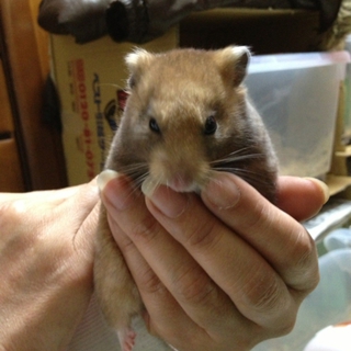 ハムちゃんの里親さんを募集しています。