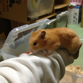 ハムちゃんの里親さんを募集しています。