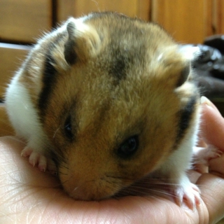 ハムちゃんの里親さんを募集しています。