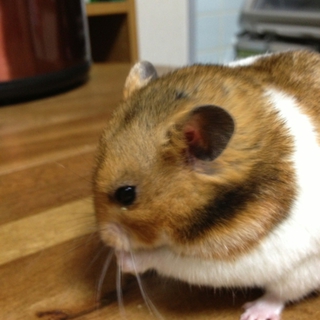 ハムちゃんの里親さんを募集しています。