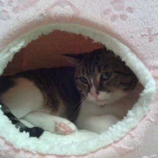 生活保護受給の為、猫を飼えなくなりました。