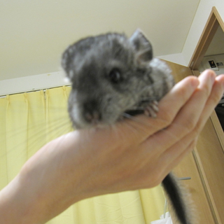 チンチラ親子の里親募集中