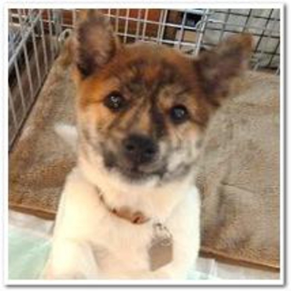 不思議な毛色の子犬です。