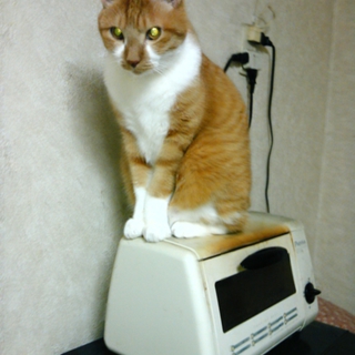 まつです。