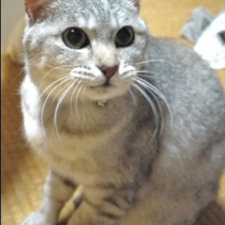 お留守番できます！おっとりうた子ちゃん