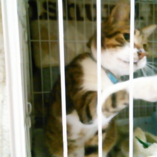 難聴猫です。