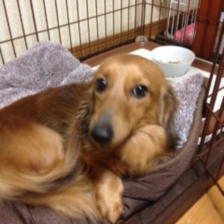 ミニチュアダックスの親犬と仔犬の里親募集