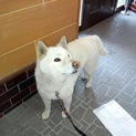 迷子の白い犬です。柴犬や紀州犬のような感じです。