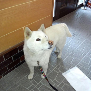 迷子の白い犬です。柴犬や紀州犬のような感じです。