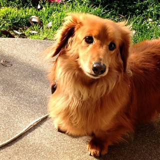 ダックス9歳、里親見つかりました