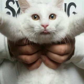 可愛いい猫ちゃんの里親さん募集中!!