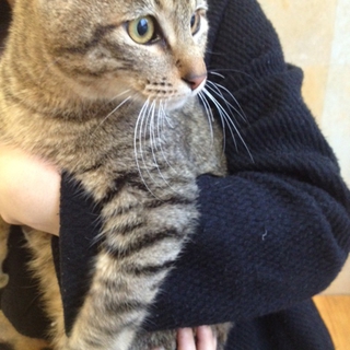 きじとら♂緊急募集