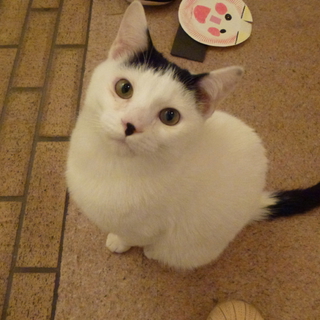 子猫のきょうだい