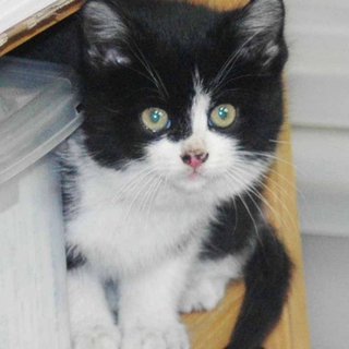 黒白の子猫です