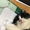 黒白の子猫です サムネイル2