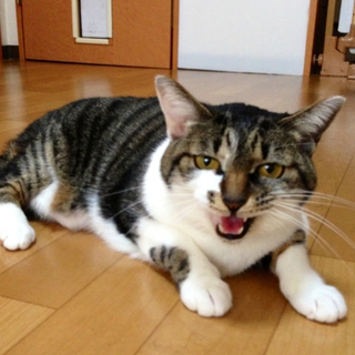 膝の上大好きなお利口さんです