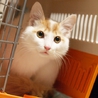 ふさふさ　バロン君 サムネイル3
