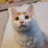 ふさふさ　バロン君 サムネイル6
