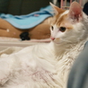 ふさふさ　バロン君 サムネイル7