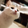 ふさふさ　バロン君 サムネイル2