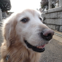 ☆綺麗な優しい目をしたゴールデン☆表情豊か☆