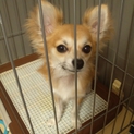 里親様が決まりました。ありがとうございました。