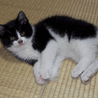 黒白の子猫です サムネイル3