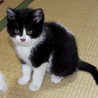 黒白の子猫です サムネイル4