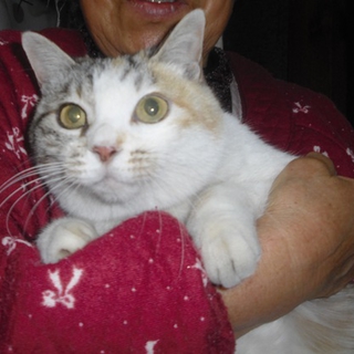 緊急!里親さんを探しています(パステム三毛のみぃ)