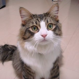 ノルウェジアン