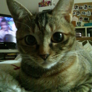 毛並みの綺麗な美人なお猫