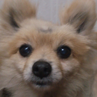 5月1日には、愛護センターに行ってしまいます。