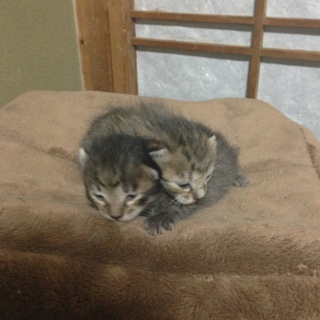 猫の里親を探しています・・
