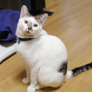 保護猫ちゃん里親募集中