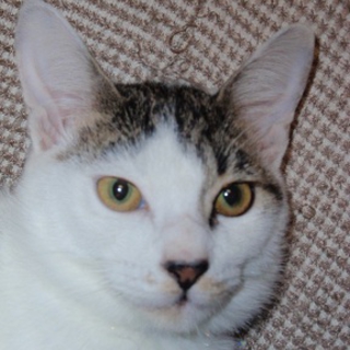 庭で保護した子猫ちゃん