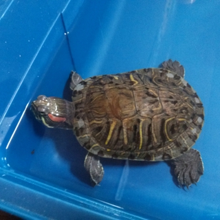 ミドリガメ　里親募集