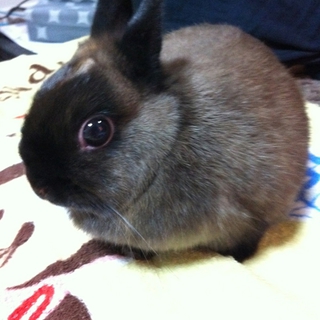 ネザーランドドワーフ里親募集