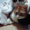 優しいおじさん サムネイル3