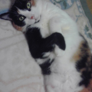 美猫ミーちゃん