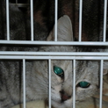 猫の里親募集しております