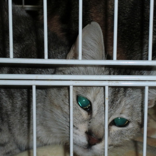猫の里親募集しております