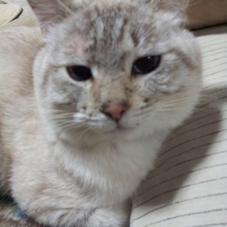 里親様決まりました！(*^^*)