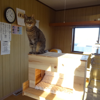 キジトラだけどアビシニアン風の猫お願いします！